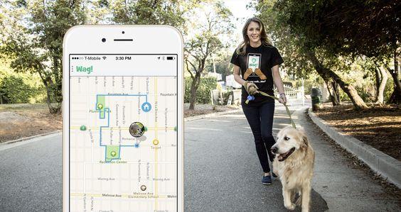 Dog Walker Service App