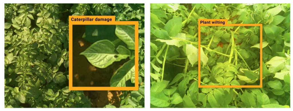 pest damage and plant wilting