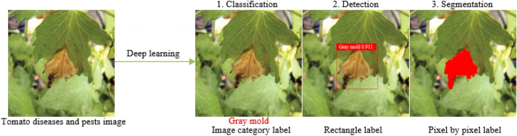 Plant & Crop Field Monitoring